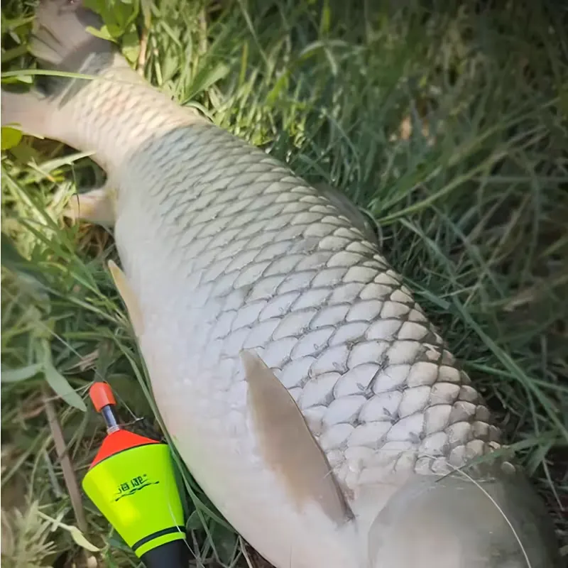 Boia automática ao lado de um peixe em demonstração