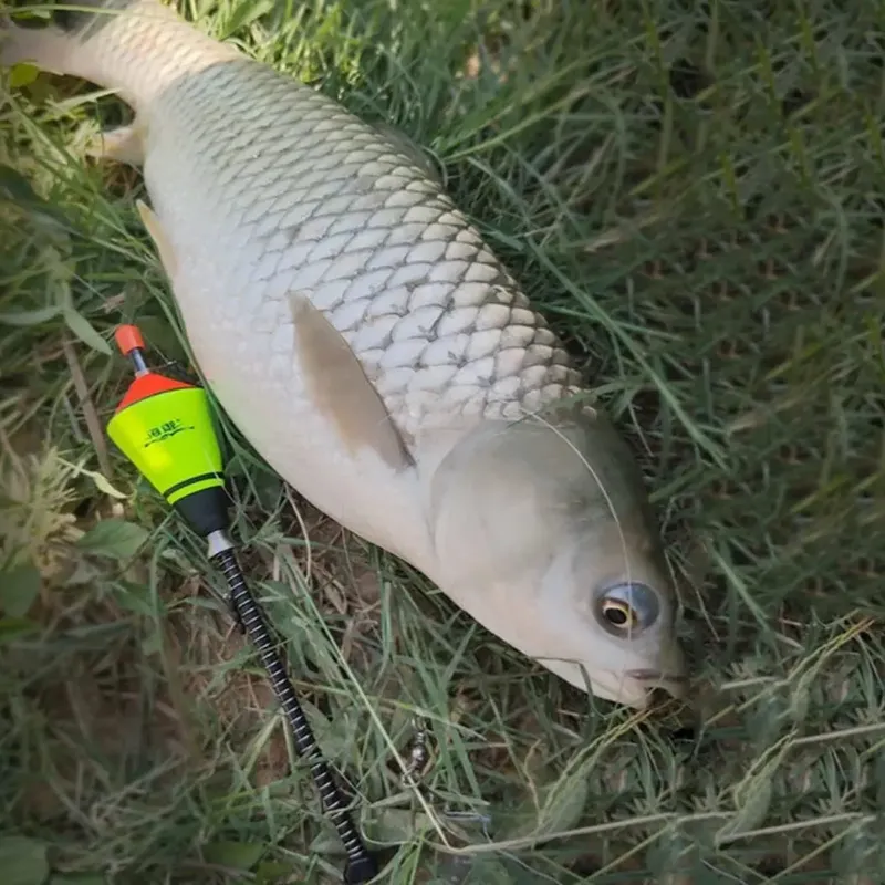 Peixe fisgado com a boia automática na beira do lago